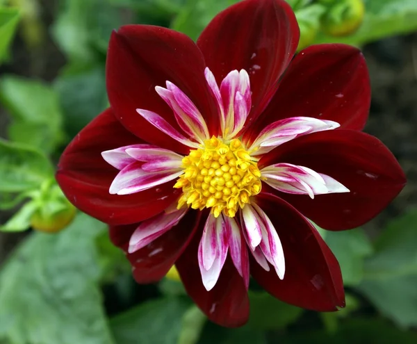 Dahlia — Stockfoto