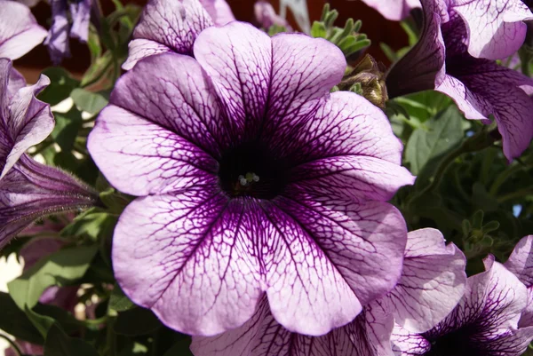 Petunia — Foto de Stock