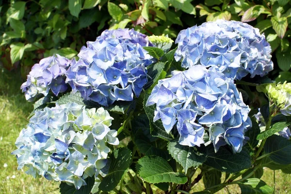 Hydrangea — Stock Photo, Image