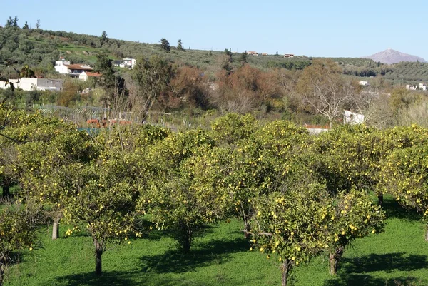 Drzewa pomarańczowe pole w Grecji, Europa — Zdjęcie stockowe