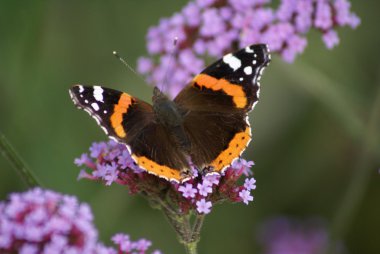 Vanessa atalanta. verbena çiçek kırmızı Amiral kelebeği