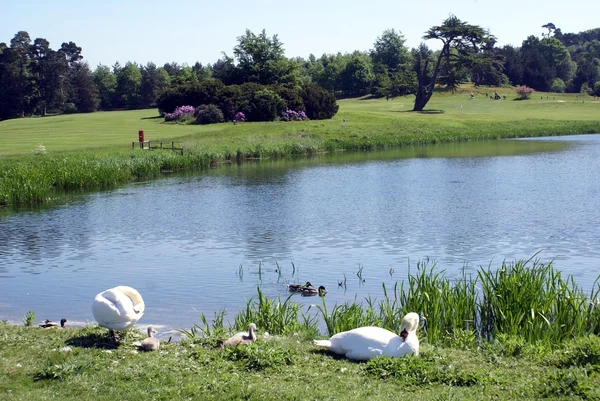 Cygne et cygnes au bord d'un lac. Jardin du château de Leeds à Maidstone, Kent, Angleterre, Europe — Photo