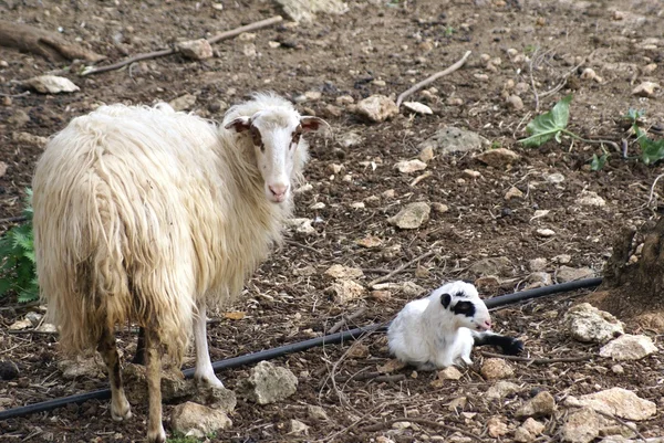 Προβατίνα και ένα αρνί σε μια γεωργική γη — Φωτογραφία Αρχείου