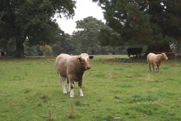 Brytyjski bydła krowy w pola uprawne — Zdjęcie stockowe