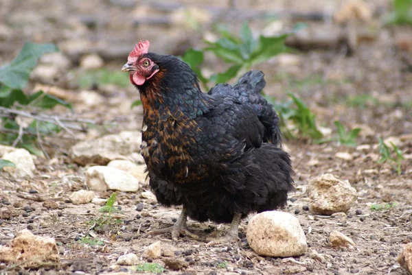 Black hen — Stock Photo, Image