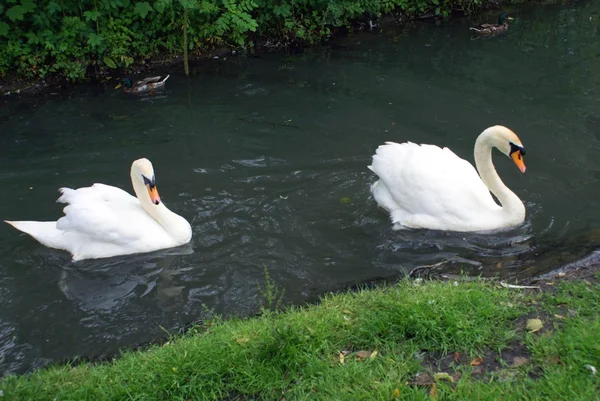 Witte zwanen zwemmen in een rivier — Stockfoto