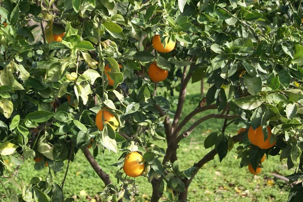 Orange tree — Stock Photo, Image