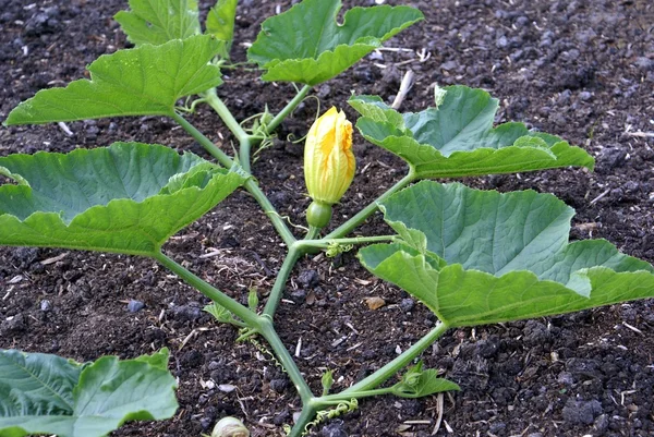 Zucchini growing in a land — Stock Photo, Image