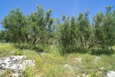zeytin ağaçları