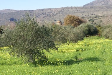 Bir ülkede büyüyen zeytin ağaçları