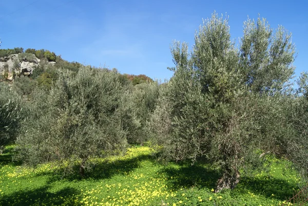 Olivos — Foto de Stock