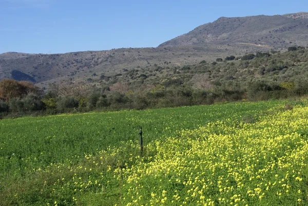 Paisaje agrícola en Kalyves, Creta, Grecia, Europa — Foto de Stock