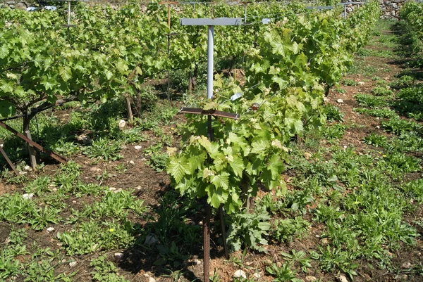 Vineyard — Stock Photo, Image