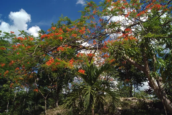 Drzewa tropikalne — Zdjęcie stockowe
