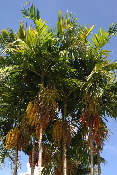 Tropikalne drzewo rośnie w Meksyku — Zdjęcie stockowe
