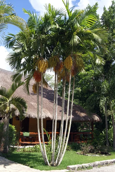 メキシコのヤシの木 — ストック写真