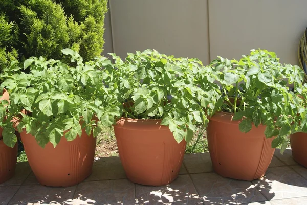 Potato plant growing in pots in a garden — Stock Photo, Image