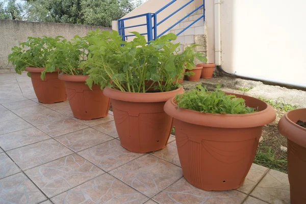 Plantas de batata que crescem em potes em um jardim — Fotografia de Stock