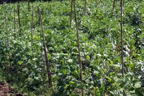 Suiker pea planten en Tuinboon planten groeien in een moestuin — Stockfoto