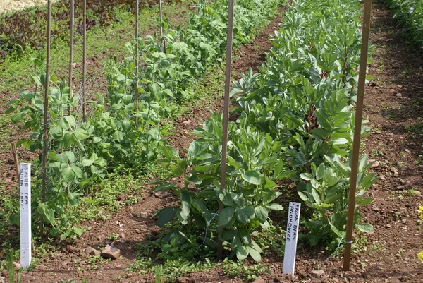 Suiker pea planten en Tuinboon planten groeien in een moestuin — Stockfoto