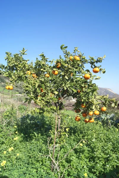 Tangerine tree — Stock Photo, Image