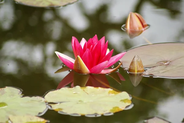 Flower. flora — Stock Photo, Image