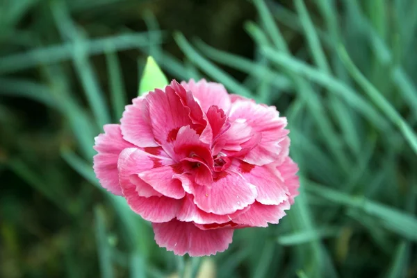 Flor. flora — Foto de Stock