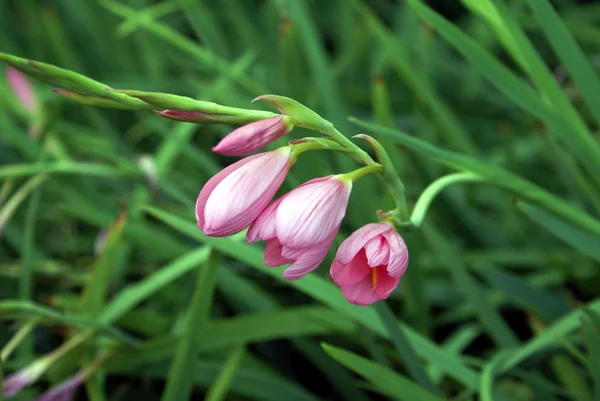 Flower. flora — Stock Photo, Image