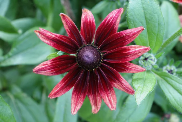 Çiçek. Flora — Stok fotoğraf