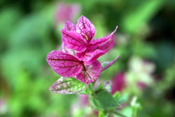 Salvia — Stock fotografie