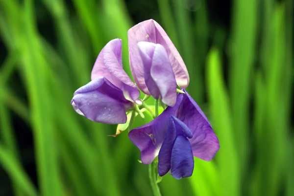 Flor. flora — Foto de Stock