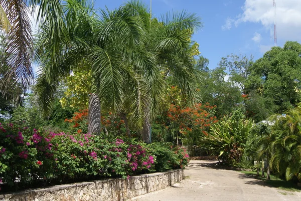 Mexican garden — Stock Photo, Image