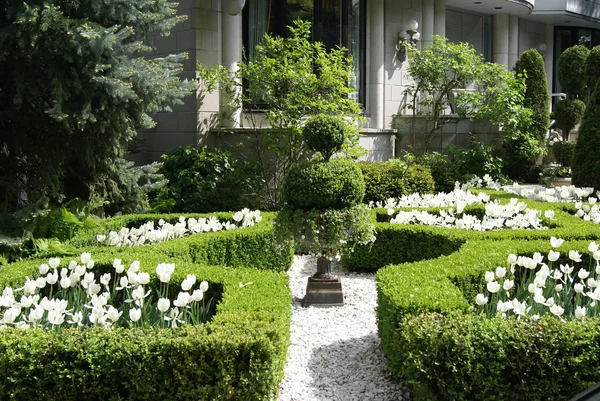 Сад узлов с белыми цветами тюльпана — стоковое фото