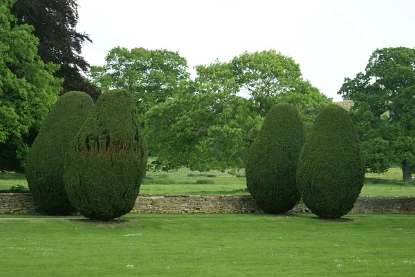 Topiary trees — Stock Photo, Image