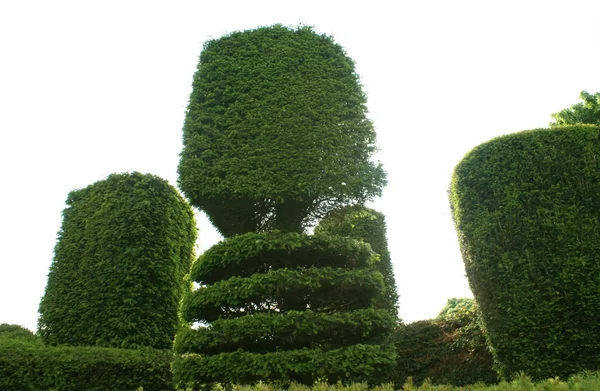 Topiary stromy — Stock fotografie