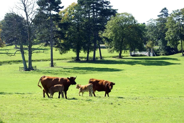 Bovinos de vacas vermelhas e vitelos — Fotografia de Stock