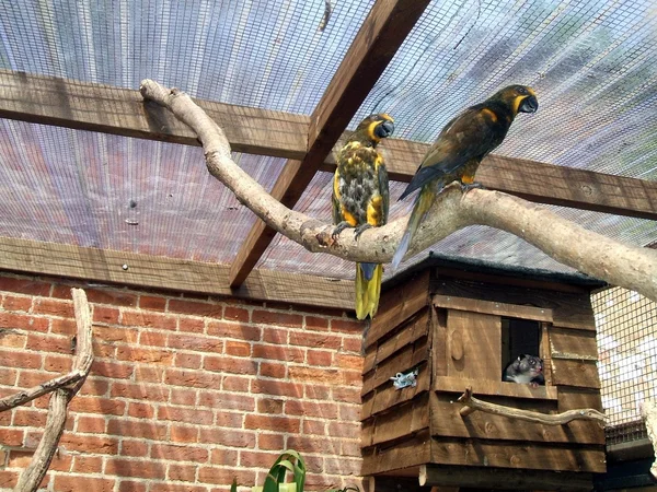 Parrots in an aviary — Stock Photo, Image