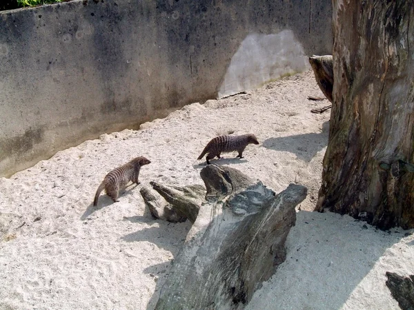 Meerkat. suricate — стокове фото