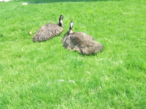 Ostriches — Stock Photo, Image