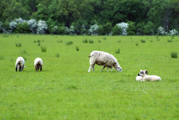 Ovce a jehňata v jarní sezóně — Stock fotografie