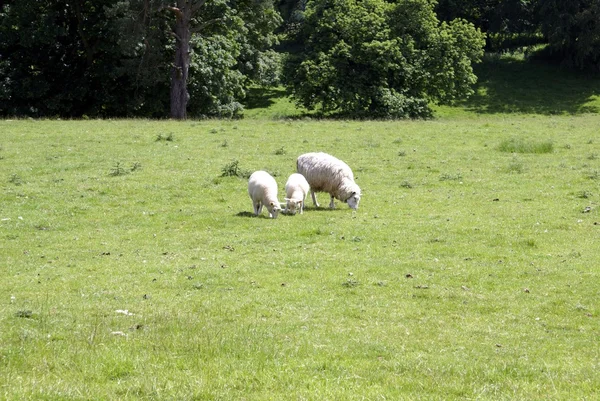 Schafe und Lämmer im Frühling — Stockfoto