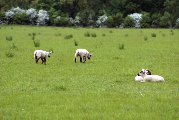 Escena campestre de corderos en una granja o un campo en temporada de primavera — Foto de Stock