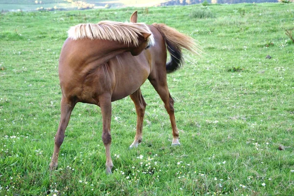 Kůň — Stock fotografie