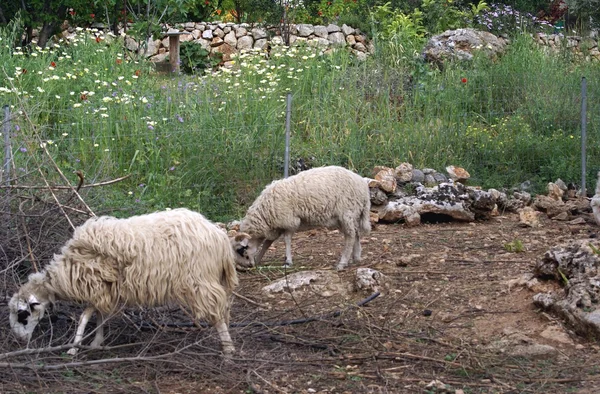 Πρόβατα σε μια γεωργική γη — Φωτογραφία Αρχείου