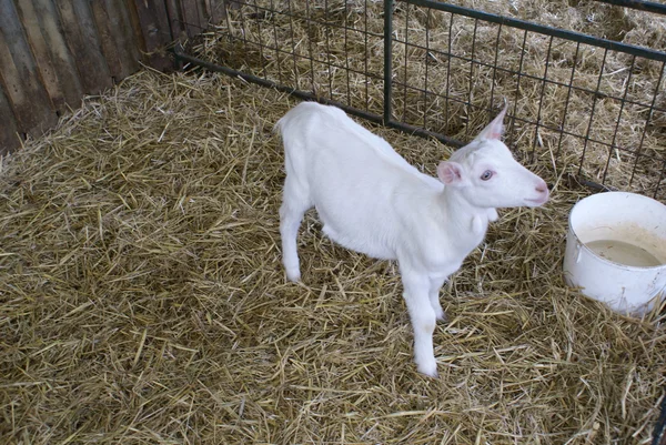 Capra bianca in una fattoria — Foto Stock