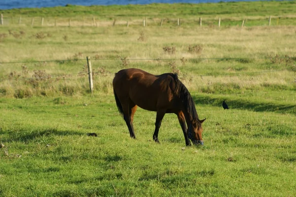 Cavalo — Fotografia de Stock