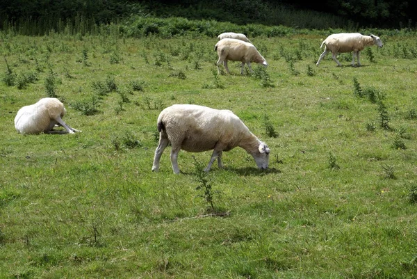 Pastoreo de ovejas en una granja — Foto de Stock