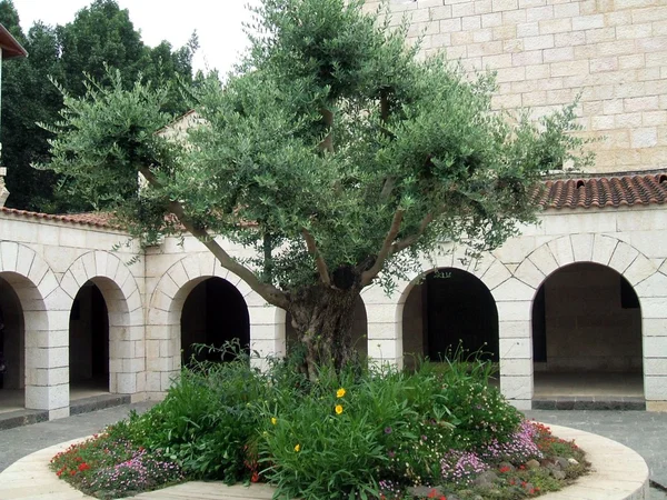 Olivo nel cortile della Chiesa della Moltiplicazione a Tabgha, Israele — Foto Stock