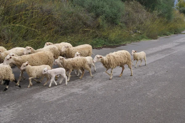 Αρνιά. πρόβατα. πρόβατα περπατώντας σε ένα δρόμο στην Ελλάδα — Φωτογραφία Αρχείου