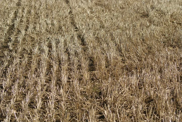 Closeup to a harvested land — Stock Photo, Image